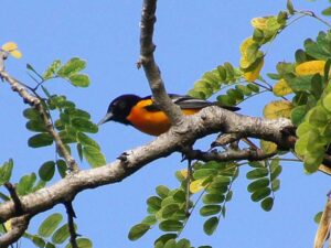 A male Baltimore Oriole with a solid black head and deep orange breast.