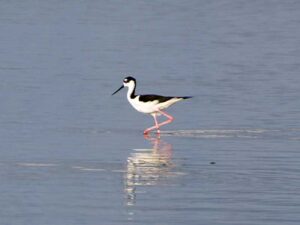 A slender Black-necked Stilt with long, bright pink legs and a needle-like bill standing in a lagoon.