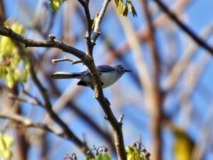A tiny blue-grey bird with a long black tail and white eye-ring.