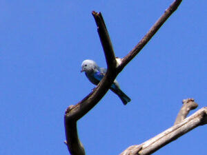 A pale blue bird with darker blue wings and a short, stout bill.