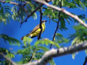 A large flycatcher with a massive broad bill and yellow belly.
