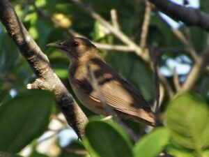 A plain brownish-tan thrush with a pale yellow bill hiding among the branches