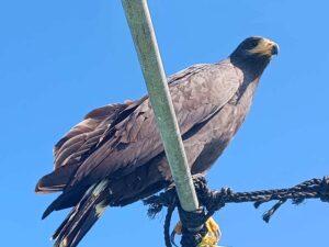 A bulky, soot-black hawk with a broad white band on its tail perched on a bar on top of our boat at Rio Lagartos