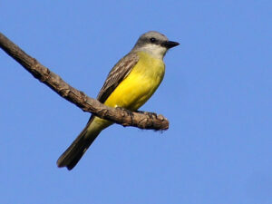 A Kingbird with a pale grey head and bright yellow belly perched at the end of a branch