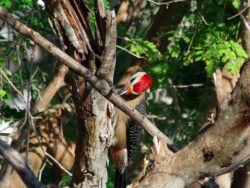 A woodpecker with a black-and-white barred back and a distinctive red head