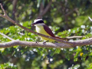 A large flycatcher with a bold black-and-white striped head and yellow belly