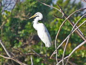 A large, tall Great Egret with white plumage, a yellow bill, and black legs standing in water.