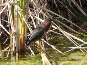 A small, hunched Green Heron with a velvet-green back and rich chestnut neck perched on reeds over water.
