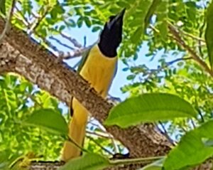 A vibrant Green Jay with a blue crown (invisible here), black head and yellow underside