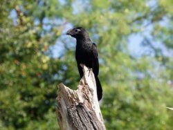 A soot-black bird with a long tail and a massive, deeply ridged (grooved) bill.