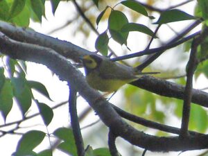 A male Hooded Warbler in deep shade among branches