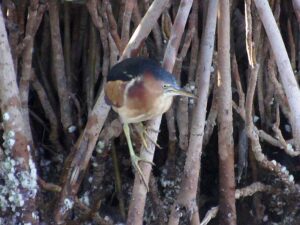 A tiny, secretive Least Bittern moving in and out of mangrove roots
