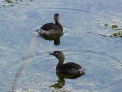 A pair of tiny dark grey Least Grebe with a bright yellow eye swimming.