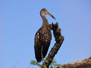 A brown, white-speckled Limpkin with a long, slightly decurved bill standing near the water's edge.