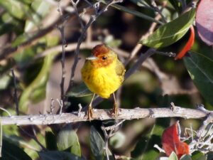 With bright yellow body and reddish head, this bird is a Yucatan speciality found in the mangroves