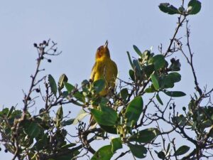 A bright yellow bird with reddish-brown streaks on its breast perched in a mangrove branch singing loudly.