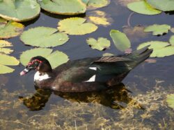 A large Muscovy Duck with dark plumage and red fleshy caruncles around its bill.