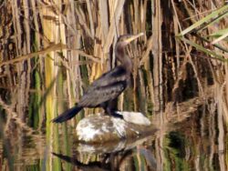 A dark Neotropic Cormorant sitting on a rock in a lake in Merida