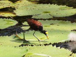 A Northern Jacana, with long toes and iconic yellow patch on its head, walking across floating lily pads