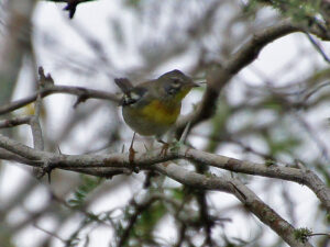 A tiny blue-grey bird with a yellow throat and two white wing bars.