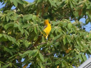 A bright orange-yellow Orange Oriole with black wings and a black face mask perched among branches.