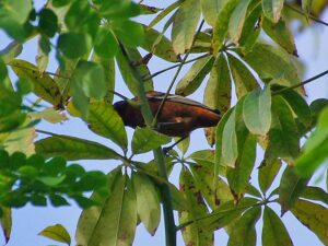 A small Orchard Oriole with deep chestnut underparts and a black head.