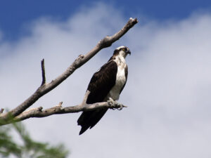 An Osprey, with its white breat and dark wings, perched on a branch above water.