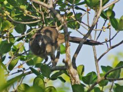 A chicken-sized, olive-brown Plain Chachalaca with a long tail hiding aming the branches of a tree.