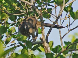 A chicken-sized, olive-brown Plain Chachalaca with a long tail hiding aming the branches of a tree.