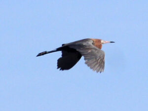 A Reddish Egret with a shaggy rufous neck and slate-blue wings flying over a lagoon in Progreso