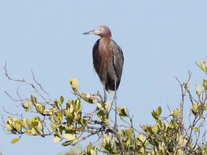 A Reddish Egret with a shaggy rufous neck and slate-blue body standing in a tree high above the water