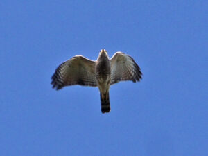In flight, the small Roadside Hawk can be recognised by its brown barred breast and a relatively long tail