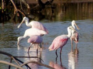 A 'bowl' of Roseate Spoonbills with vibrant pink plumage and a flat, spoon-shaped bill standing in a group in a Progreso lagoon