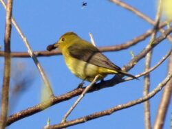 Female Scarlet Tanagers are yellow overall and with darker wings.