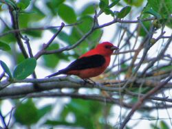 A male Scarlet Tanager with brilliant red plumage and jet-black wings perched on a branch
