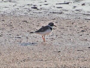 A small plover with a single black neck band foraging on the mud.