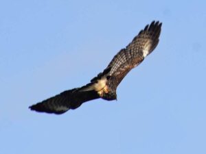 The distinctive brown, white and black feathers of a Snail Kite in flight