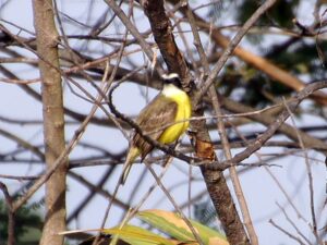 A small flycatcher with a black-and-white striped head and yellow belly.