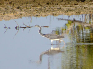 A slender Tricolored Heron with a blue-grey back and a distinct white belly moving fast across shallow water