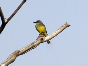 The bright yellow belly of this Tropical Kingbird is unmissable on this branch.