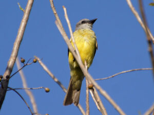 A Tropical Kingbird with a pale grey head and bright yellow belly on a branch.