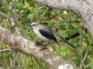 A grey backed Tropical Mockingbird, showing its dark wing feathers perched on a large branch.