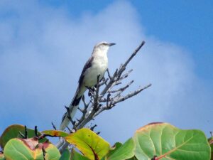 A grey Tropical Mockingbird with its white breast and long tail perched on a thin branch.