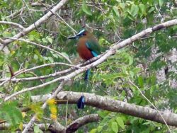 A motmot with bright turquoise brows and long, racket-tipped tail feathers.