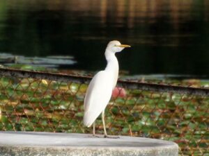 A compact white Western Cattle-Egret with a yellow bill sitting on a block by a large lake