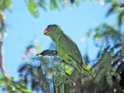 A green parrot with a white forehead and red patches around the eyes.