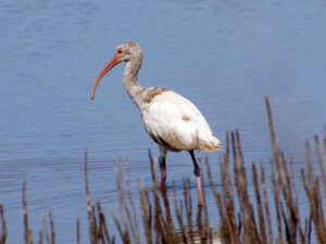 A juvenile White Ibis with a long, curved red bill foraging in shallow water.