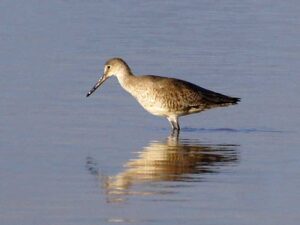 A greyish-brown Willet standing on the shore with a long straight bill.
