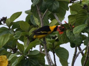 A bright yellow-and-black oriole showing yellow outer tail feathers.