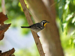 A warbler with a bright yellow throat and black-and-white face pattern.